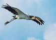 Wood Storks-13